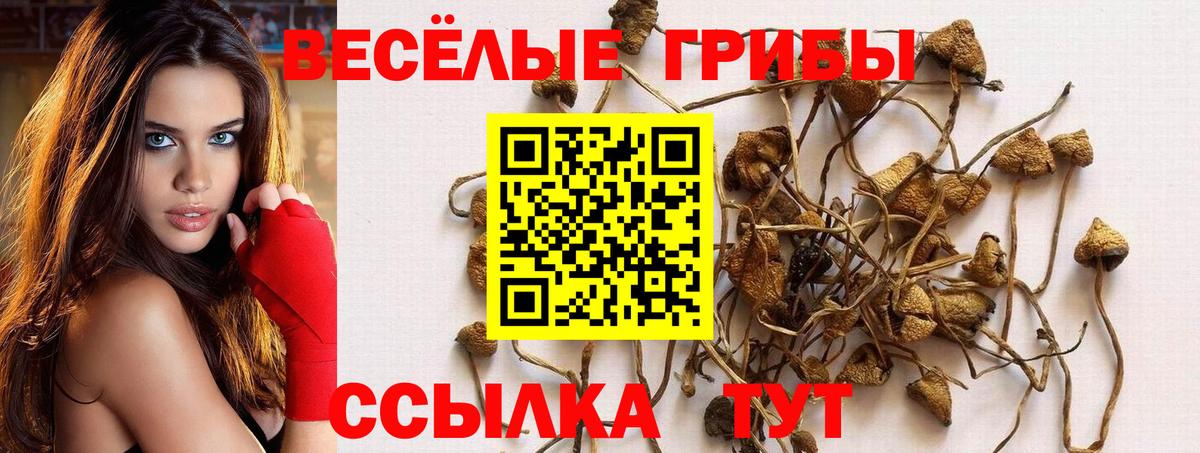 Псилоцибиновые грибы Psilocybe Вязники